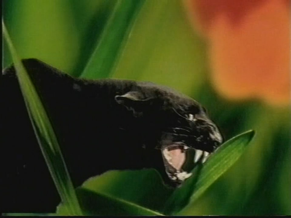 Thumbnail image for Bounty  - 1998