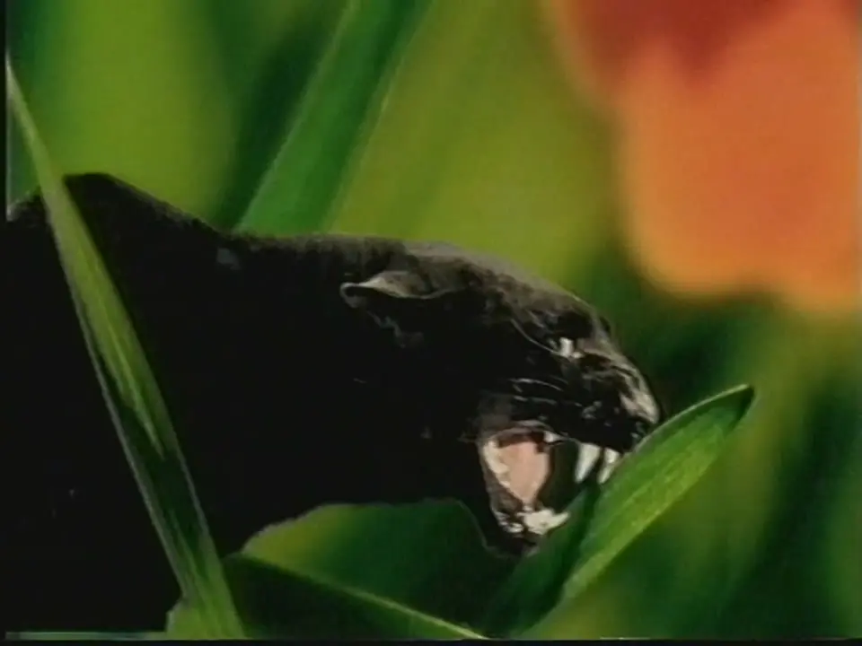 Thumbnail image for Bounty  - 1998