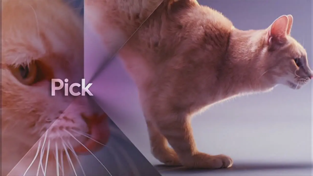 Thumbnail image for Pick (Break Cat)  - 2017
