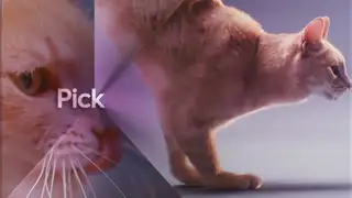 Thumbnail image for Pick (Break Cat)  - 2017