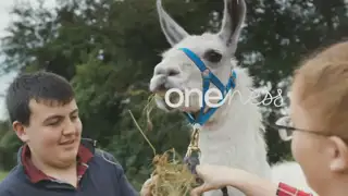 Thumbnail image for BBC One (Llama Trekkers Sting)  - 2018