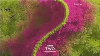 Thumbnail image for BBC Two NI (Fireworks)  - 2018