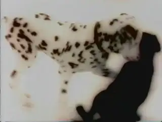 Thumbnail image for Channel 4 (Puppies)  - 1997
