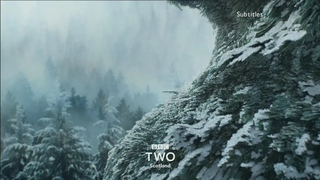 Thumbnail image for BBC Two Scotland (Tree)  - Christmas 2018