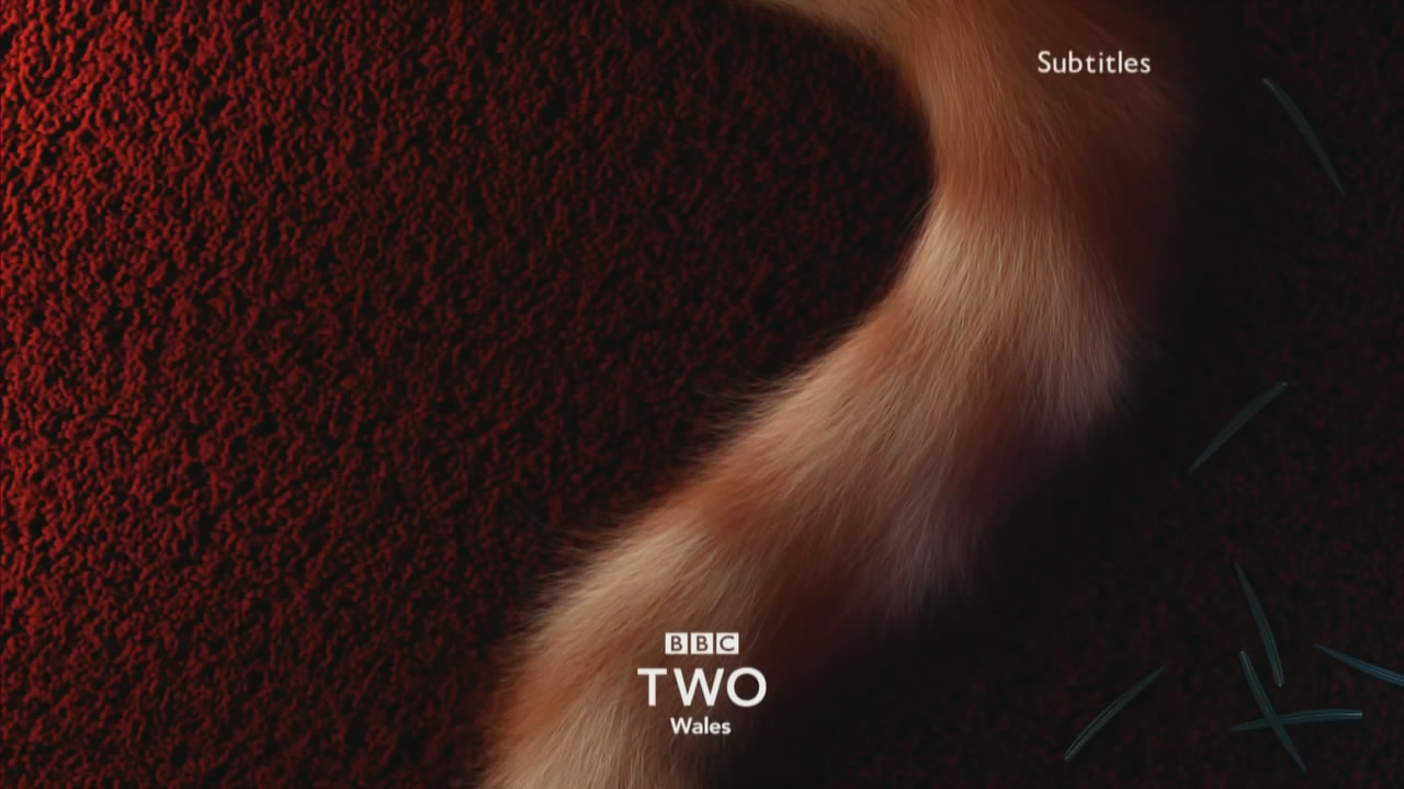 Thumbnail image for BBC Two Wales (Cat Tail)  - Christmas 2018