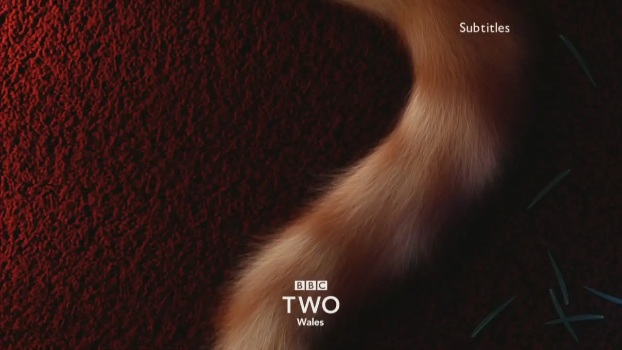 Thumbnail image for BBC Two Wales (Cat Tail)  - Christmas 2018