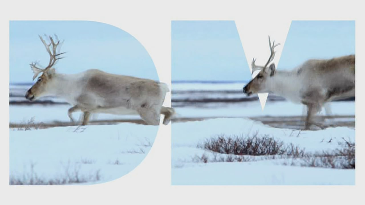 Thumbnail image for DMAX (Snow)  - 2019