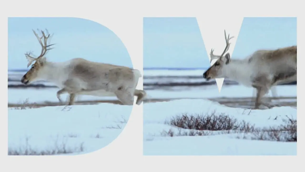 Thumbnail image for DMAX (Snow)  - 2019