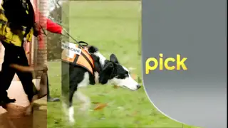 Thumbnail image for Pick (Break - Dog Walking 3)  - 2014