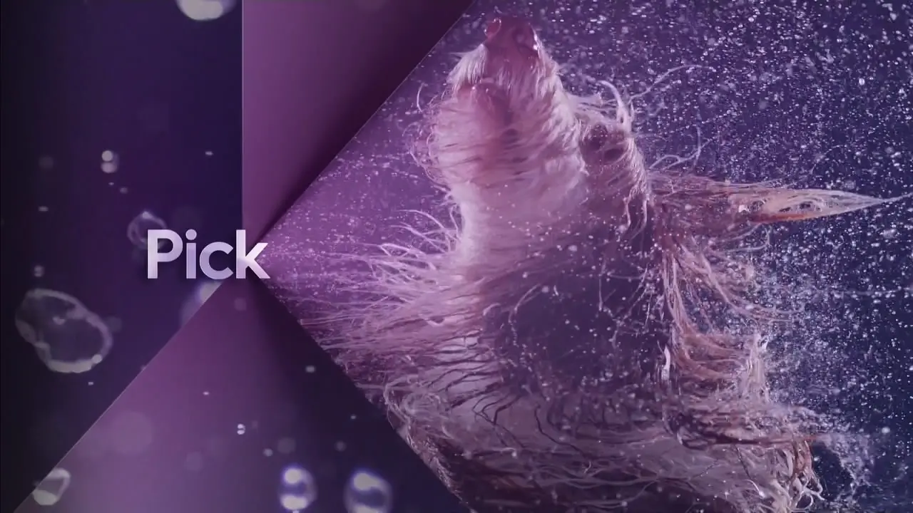 Thumbnail image for Pick HD (Dog)  - 2020
