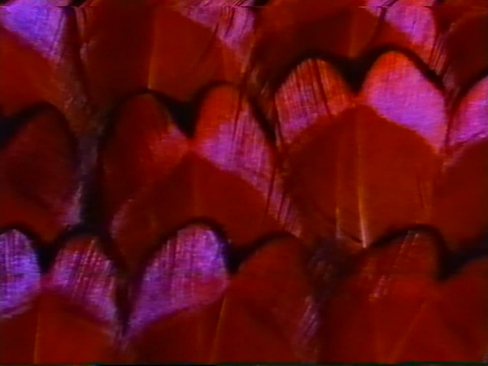 Thumbnail image for Birds for all Seasons  - 1986