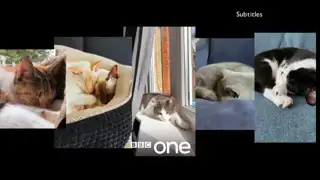 Thumbnail image for BBC One (Cat Naps)  - 2020