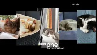 Thumbnail image for BBC One NI (Cat Naps)  - 2020