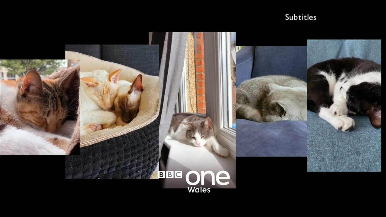 Thumbnail image for BBC One Wales (Cat Naps)  - 2020