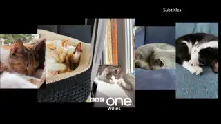 Thumbnail image for BBC One Wales (Cat Naps)  - 2020