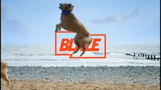 Thumbnail image for Blaze (Dogs)  - 2020