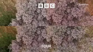 Thumbnail image for BBC Four (Blossoms)  - 2021