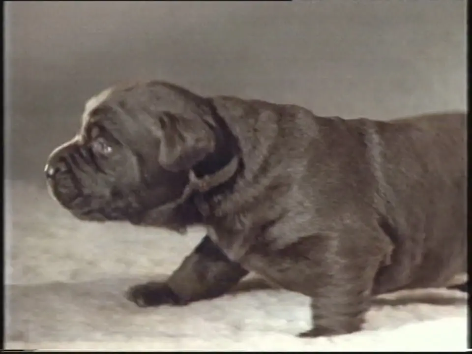 Thumbnail image for Pedigree Chum  - 1992