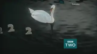 Thumbnail image for BBC Two (Swan)  - 2017