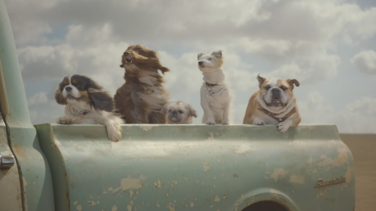 Thumbnail image for Channel 5 (Dogs)  - 2017