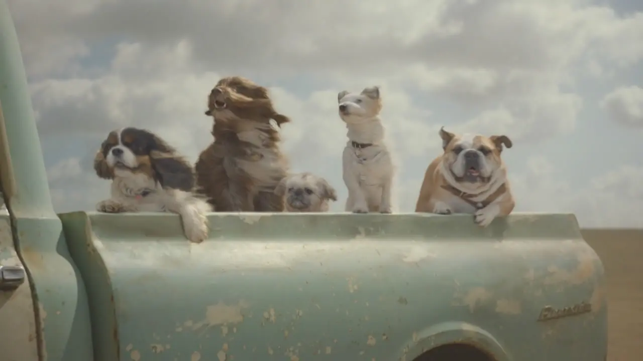 Thumbnail image for Channel 5 (Dogs)  - 2017