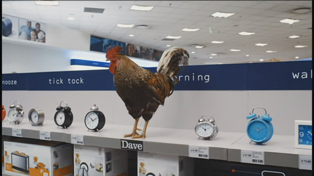 Thumbnail image for Dave (Alarm Cockerel)  - 2017