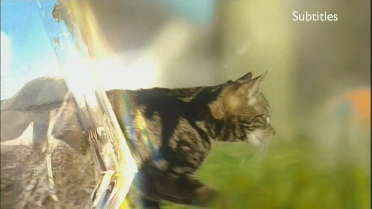 Thumbnail image for BBC HD (Cat)  - 2010