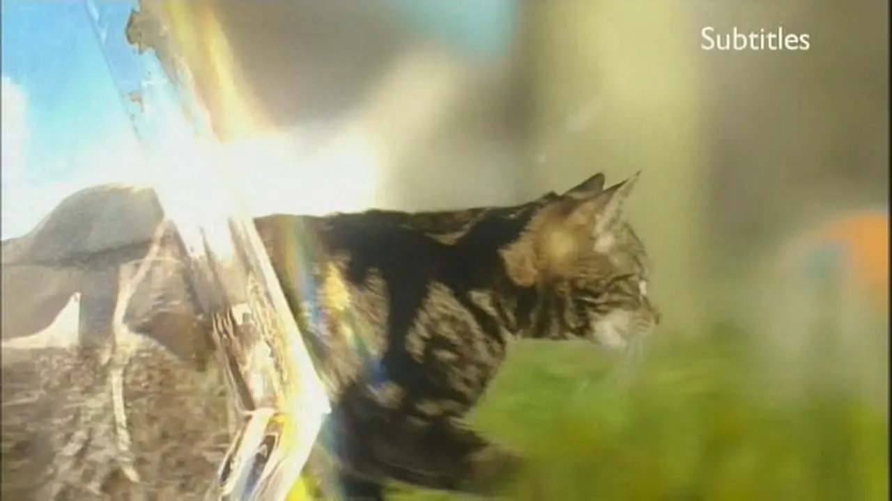 Thumbnail image for BBC HD (Cat)  - 2010