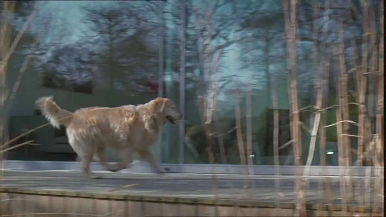 Thumbnail image for Home (Dog - Long)  - 2017