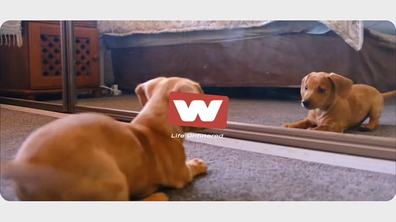 Thumbnail image for W (Family - Short)  - 2022