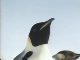 Thumbnail image for Penguin  - 1991