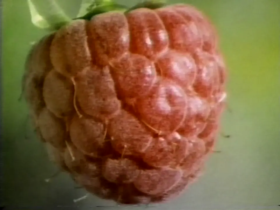 Thumbnail image for Sugar  - 1991